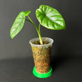 Alocasia Puncakborneensis