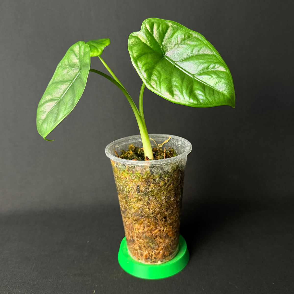 Alocasia Puncakborneensis