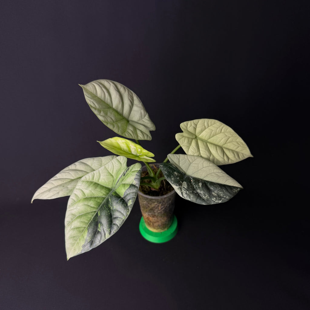 Alocasia Sinuata Mint Variegata #1-5