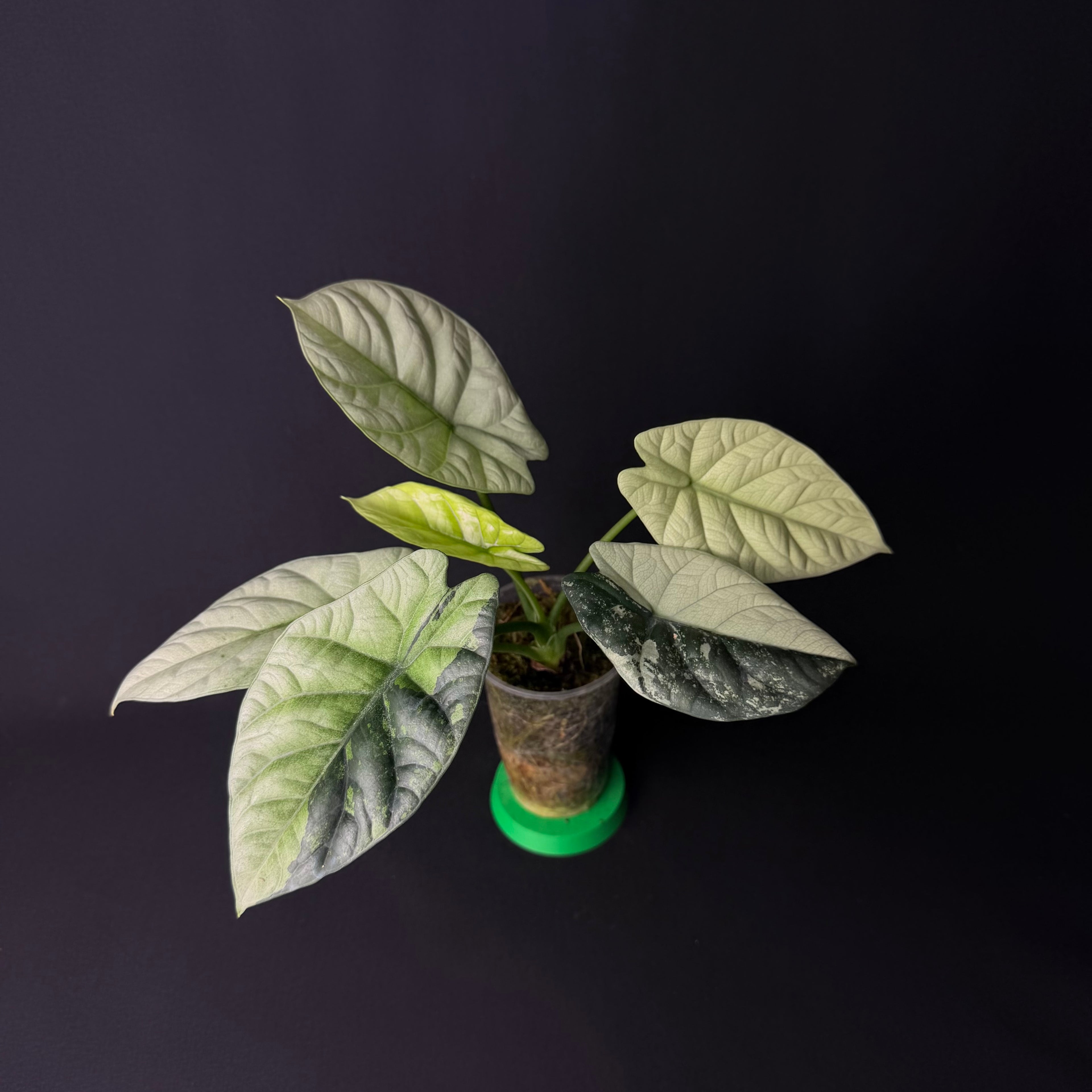 Alocasia Sinuata Mint Variegata #1-5