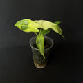 Alocasia Longiloba Lava Variegata #1