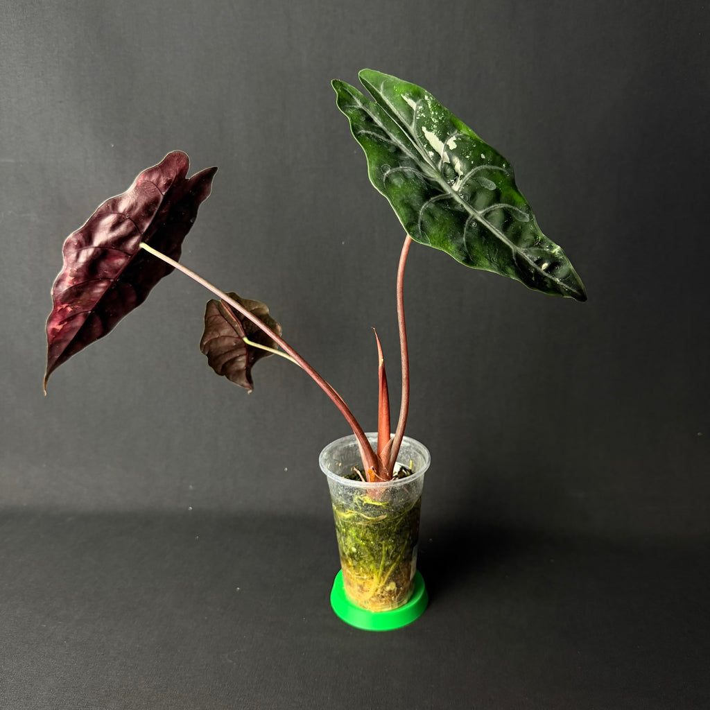 Alocasia Chantrierii Pink Variegata #1