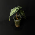 Alocasia Venom #1
