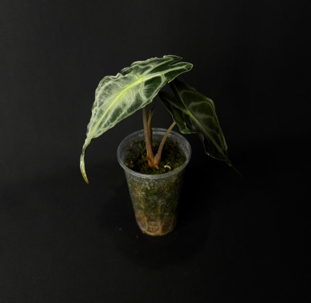Alocasia Venom #1