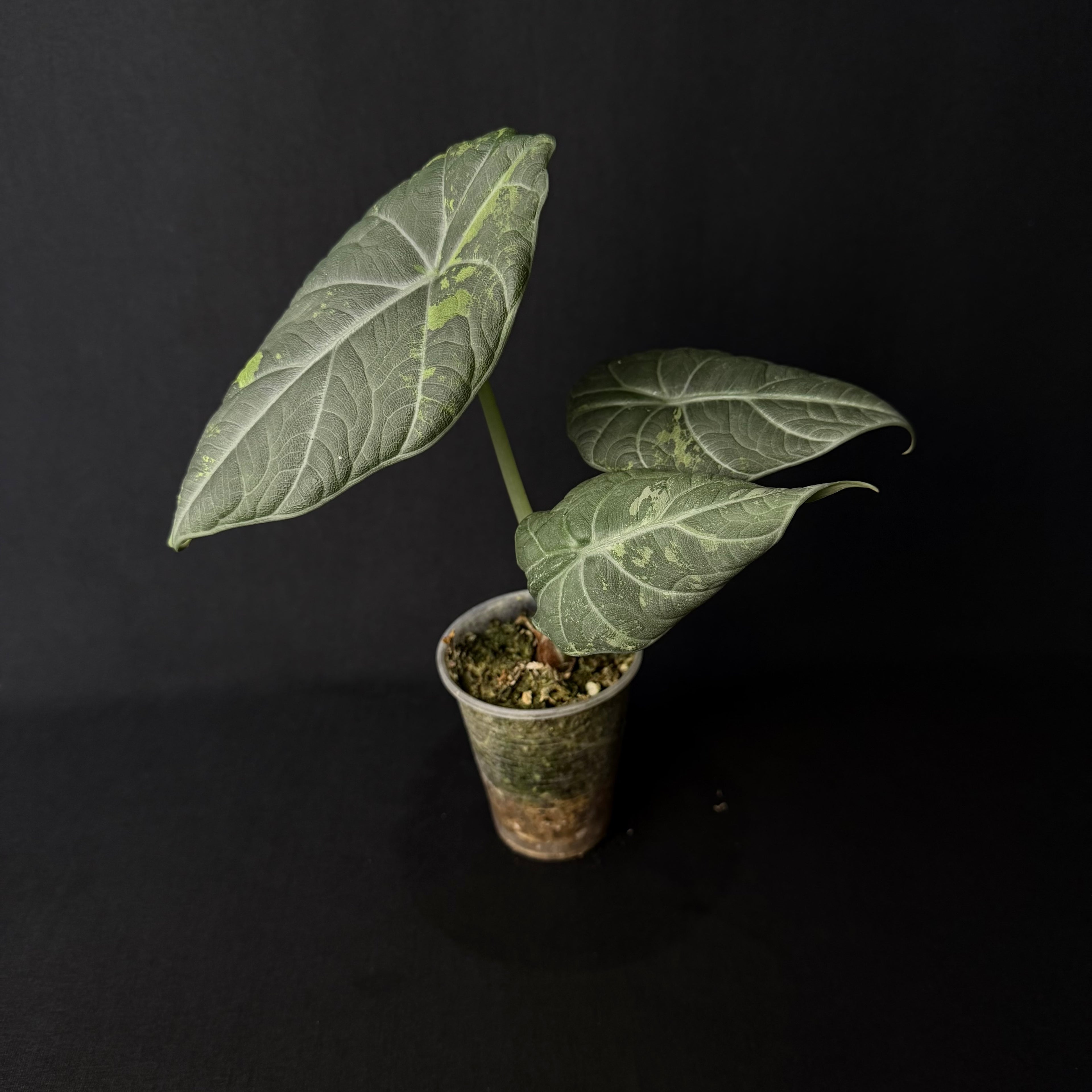 Alocasia Maharani Albo Variegata #3