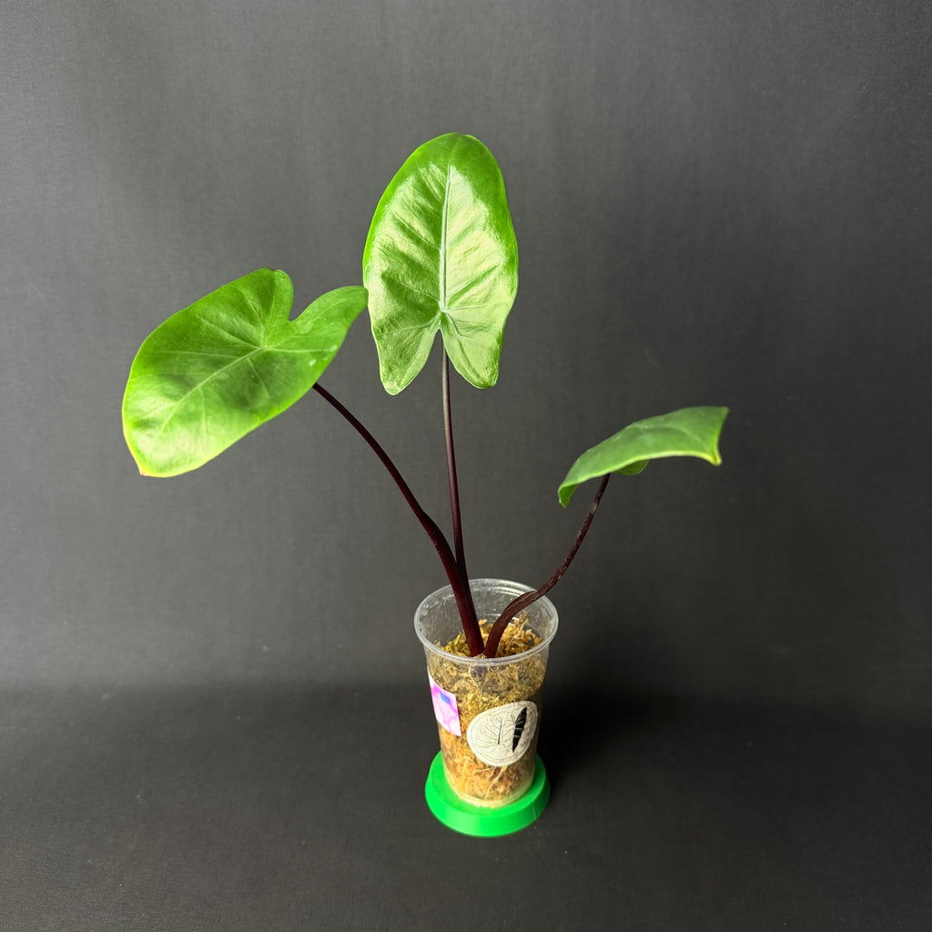 Alocasia Macrorrhizos 'Black Stem' #1-5