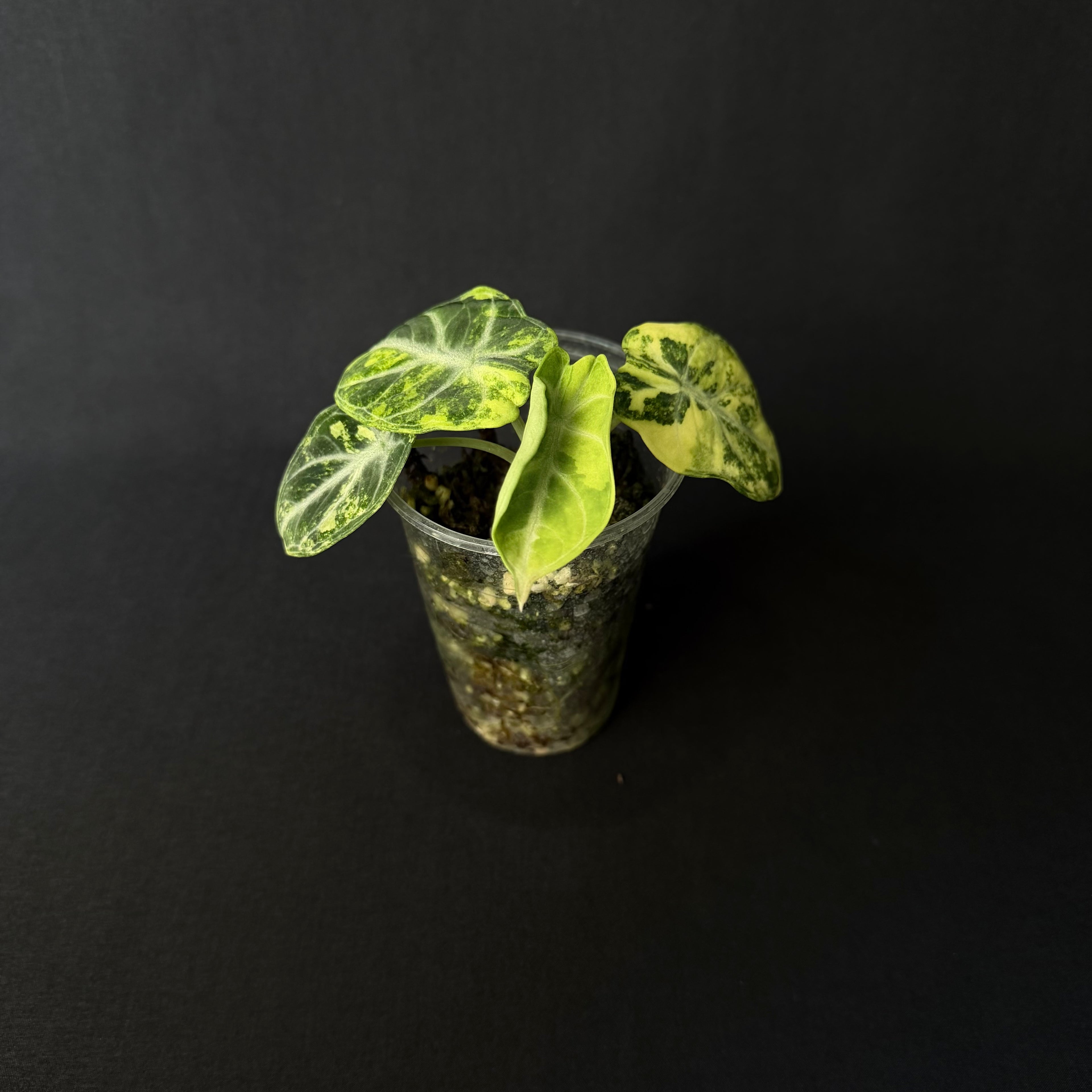 Alocasia Reginula 'Ninja' Aurea Variegata #1