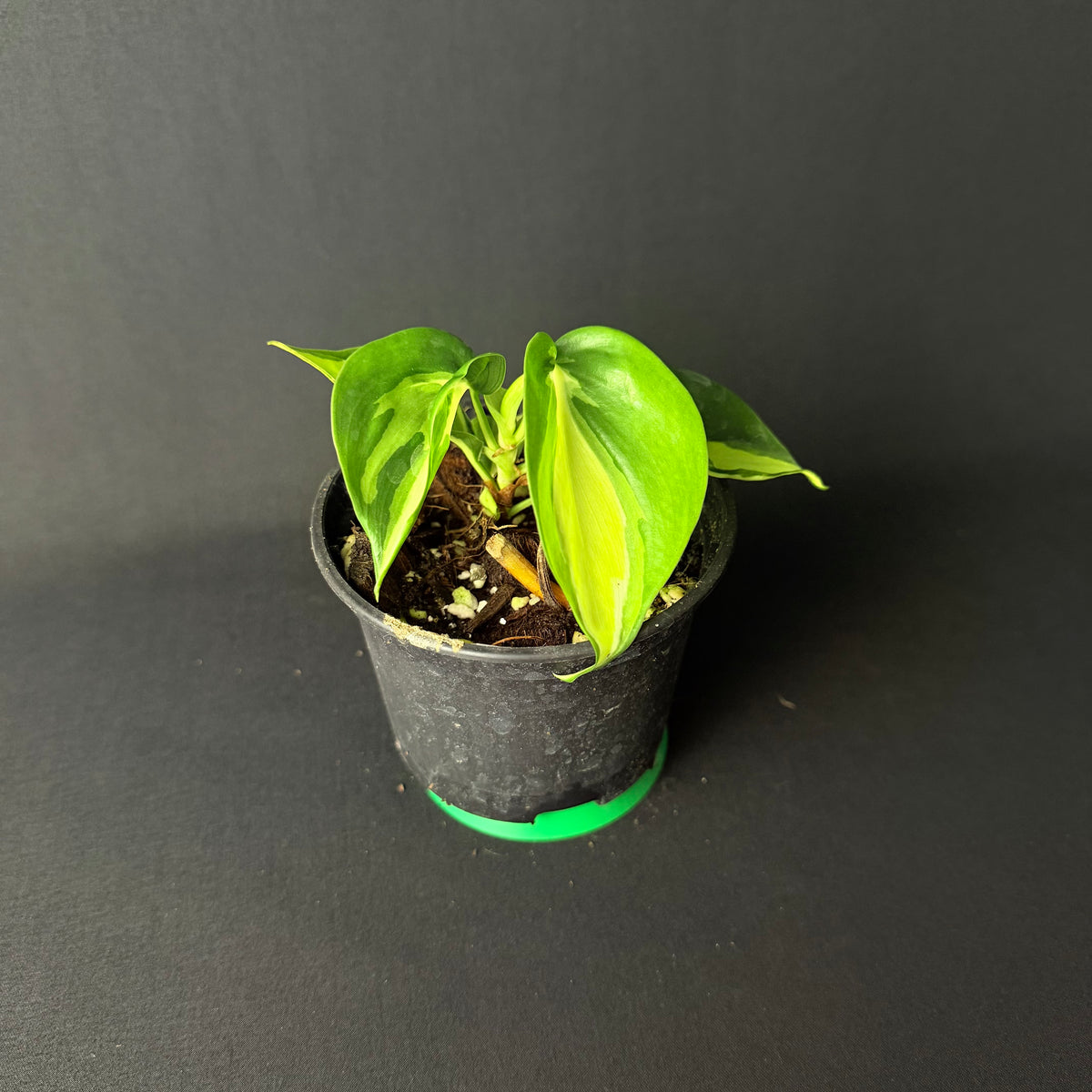 Philodendron Hederaceum 'Brasil/Cream Splash' #1-4
