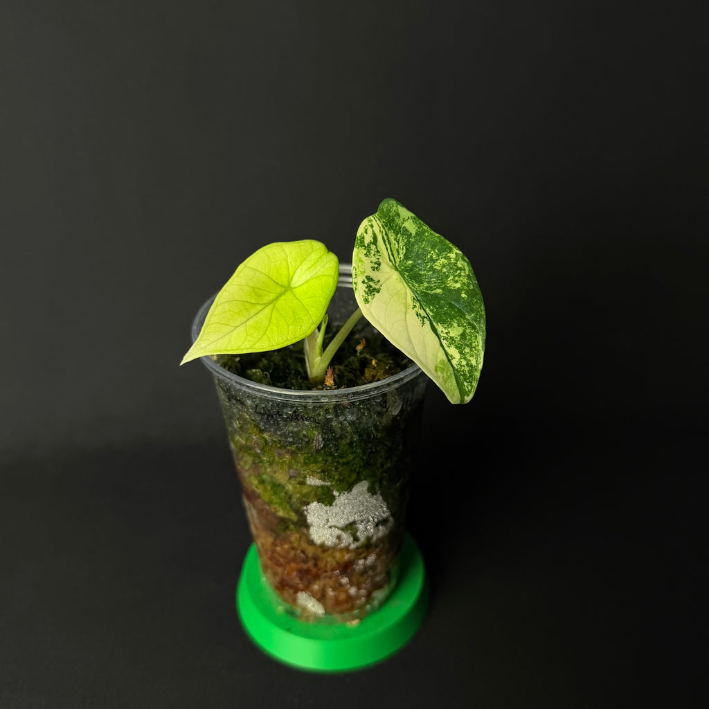 Alocasia Scalprum Light Aurea Variegata #1-2