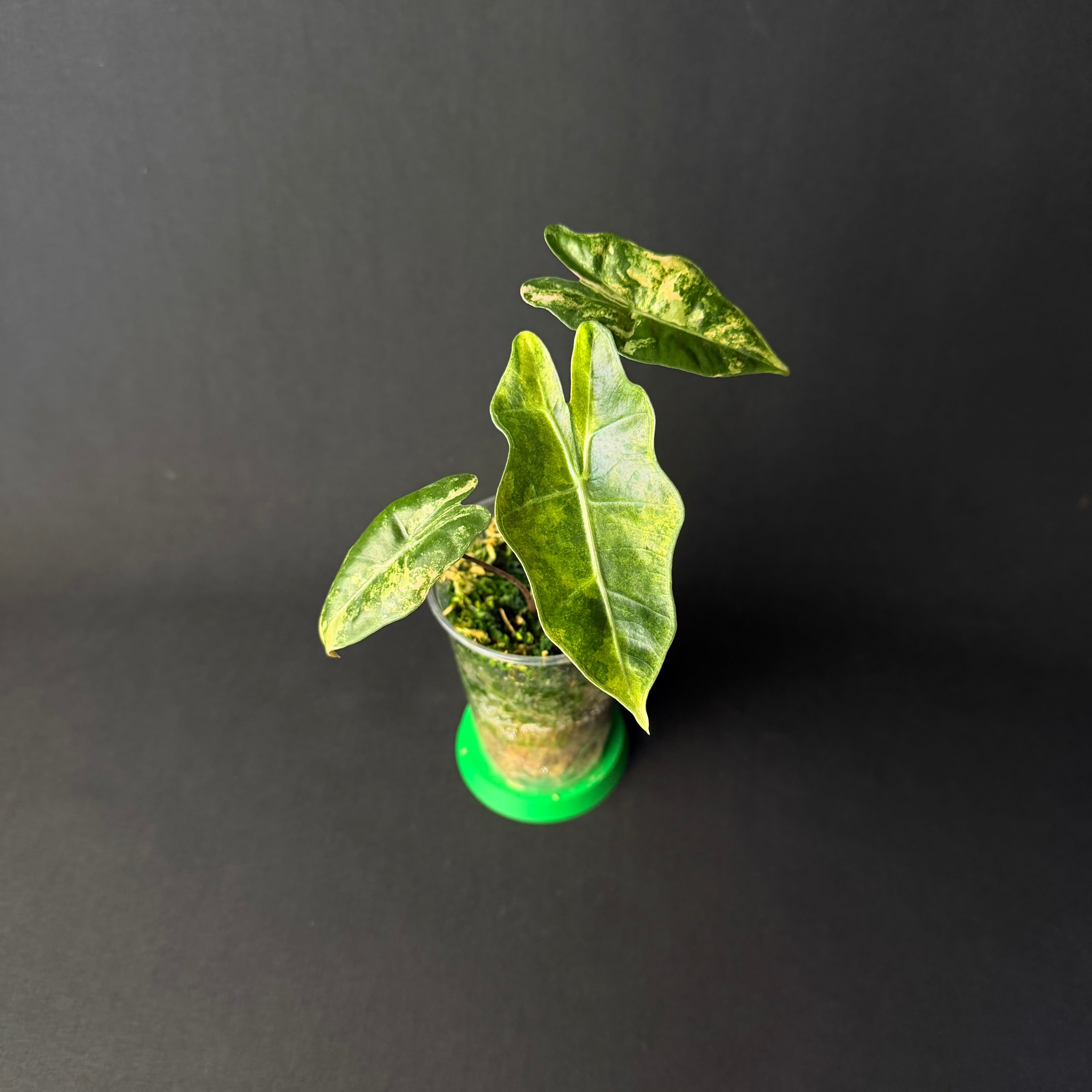 Alocasia Pseudosanderiana Aurea Variegata #4