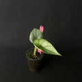 Alocasia Dragon Moon | Melo x Baginda Silver Dragon