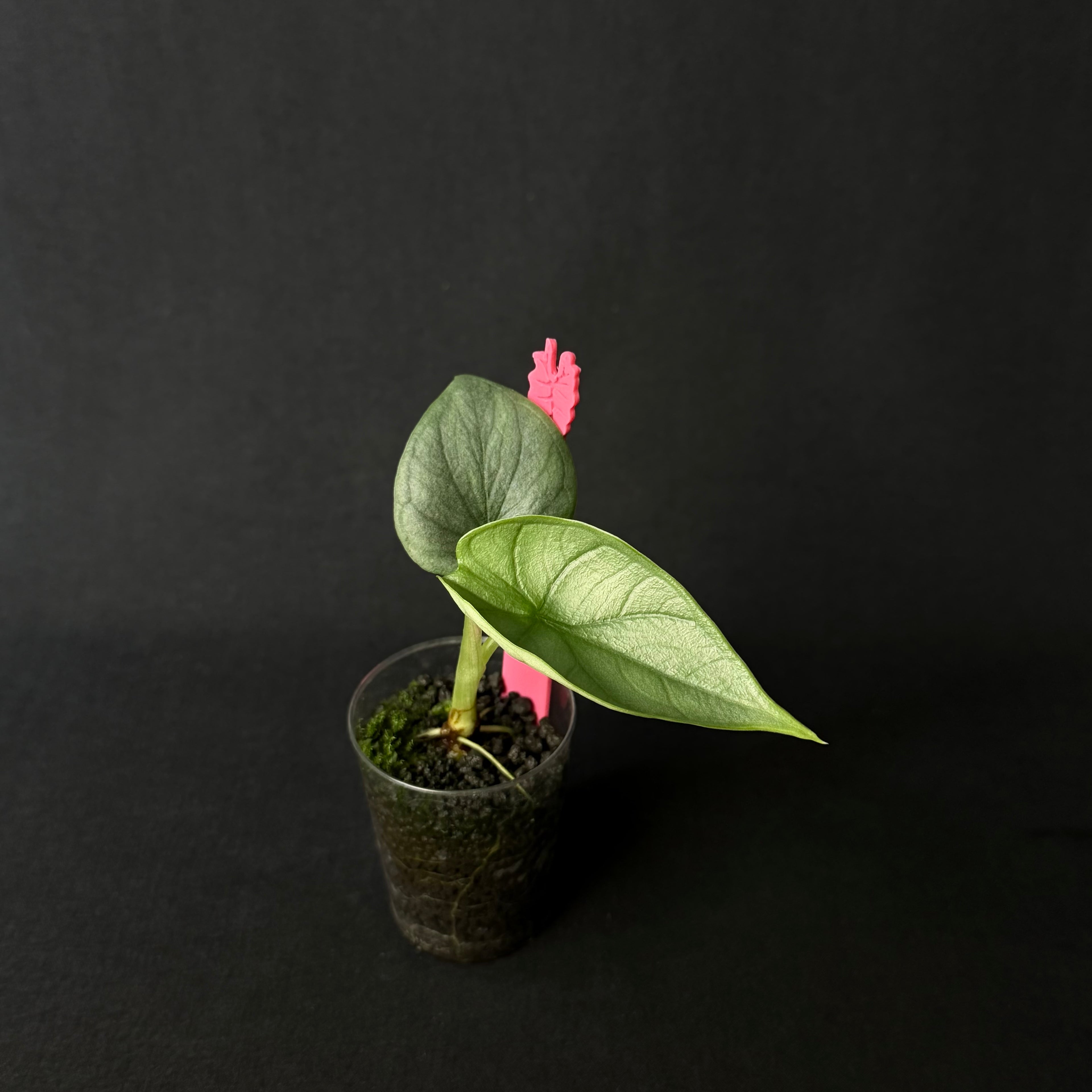 Alocasia Dragon Moon | Melo x Baginda Silver Dragon