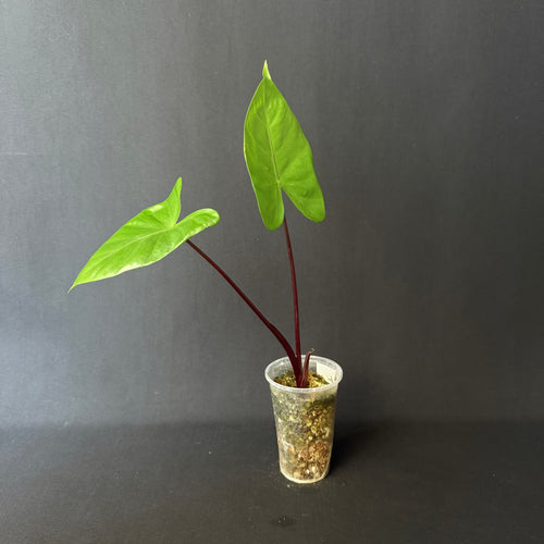 Alocasia Macrorrhizos 'Black Stem'