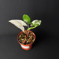 Syngonium podophyllum Albo Variegata #1-2