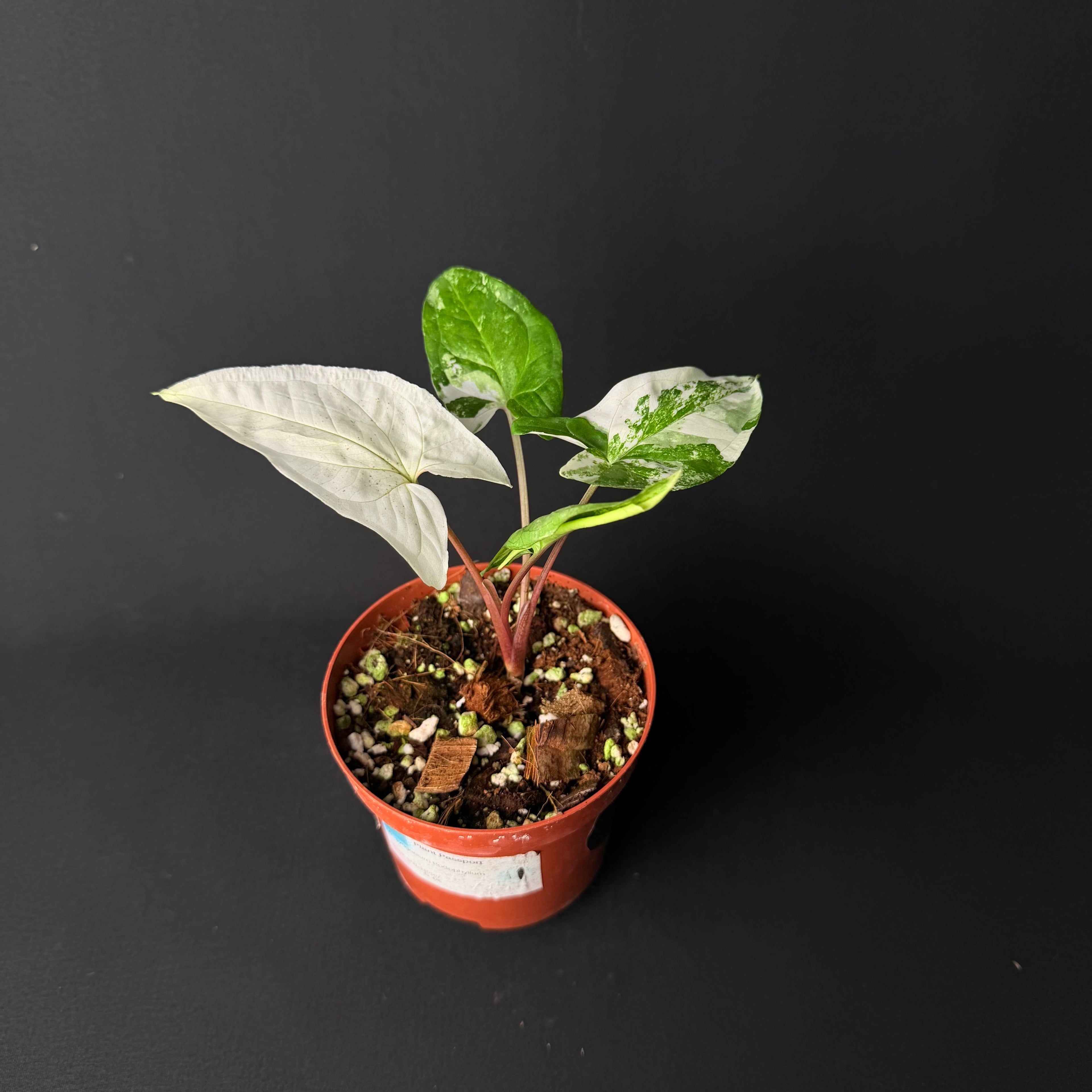 Syngonium podophyllum Albo Variegata #1-2