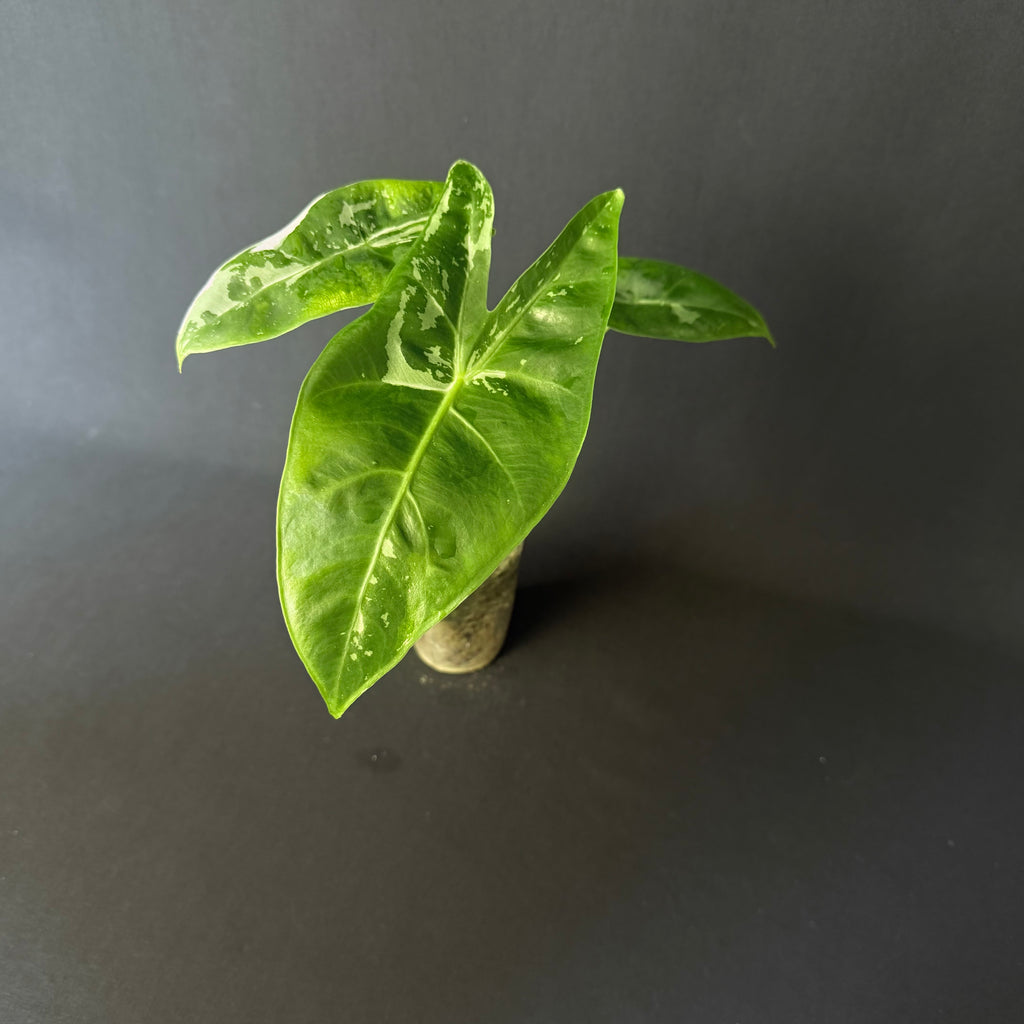 Alocasia Longiloba Albo Variegata #2