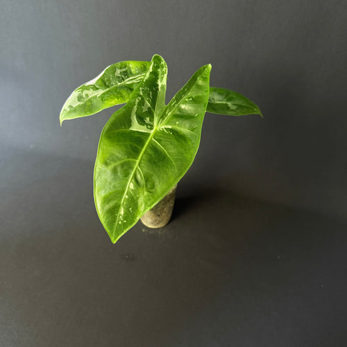 Alocasia Longiloba Albo Variegata #2