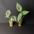 Plant template