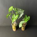 Alocasia Ivory Coast