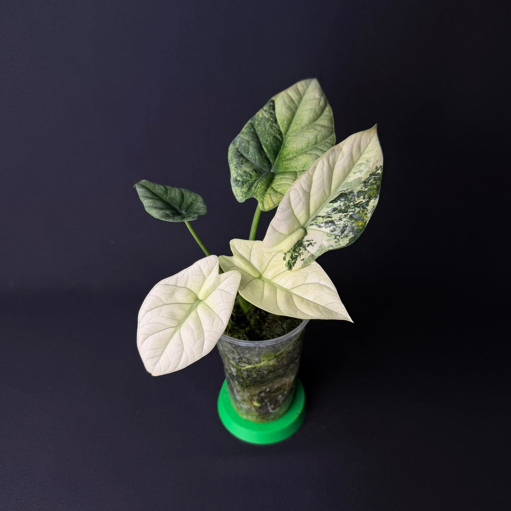 Alocasia Sinuata Mint Variegata #1-5