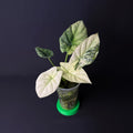 Alocasia Sinuata Mint Variegata #1-5