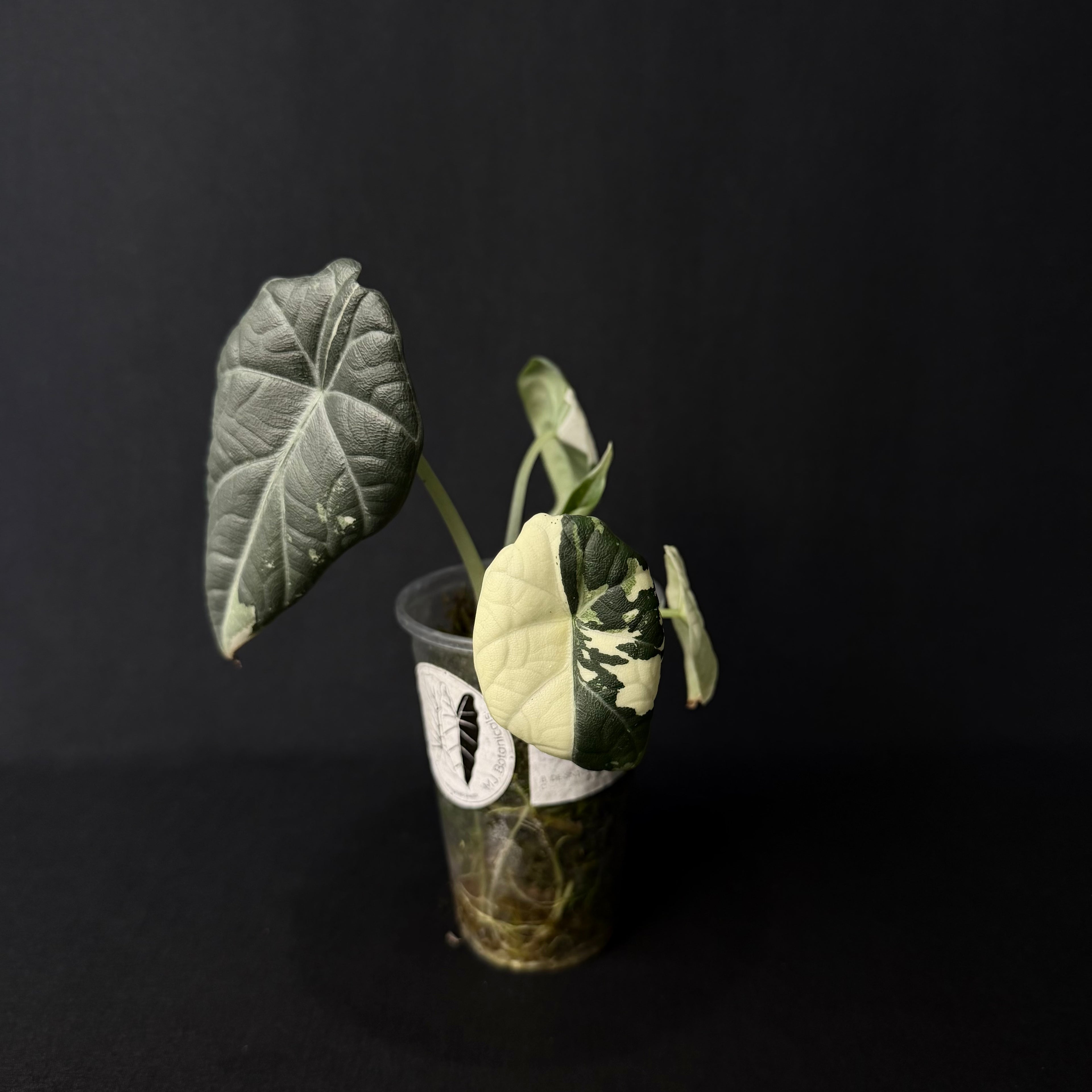 Alocasia Maharani Albo Variegata #1