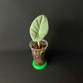 Alocasia Segoro Biru | Silver Dragon × reginula Black Velvet
