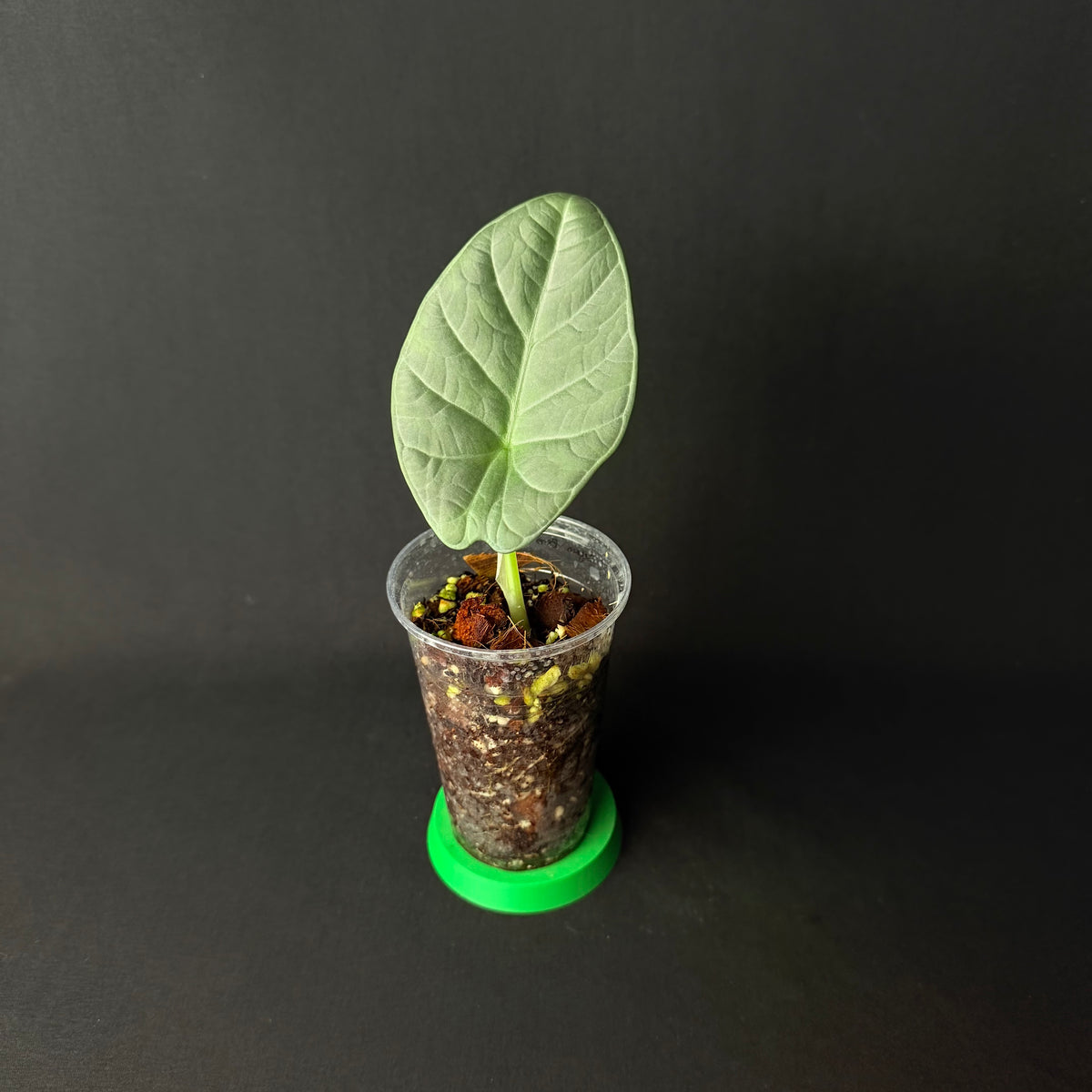 Alocasia Segoro Biru | Silver Dragon × reginula Black Velvet