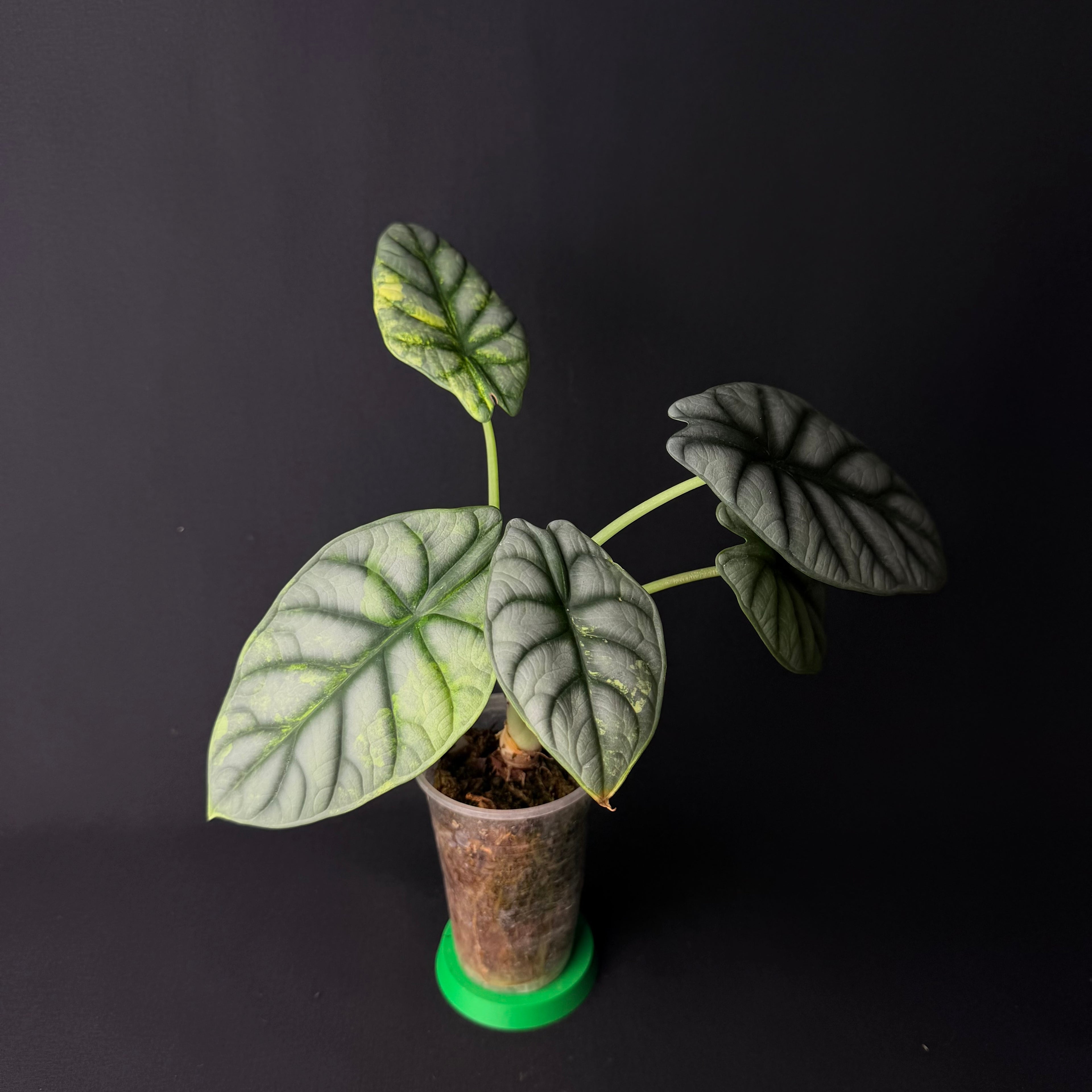 Alocasia Baginda 'Silver Dragon' Aurea Variegata #1