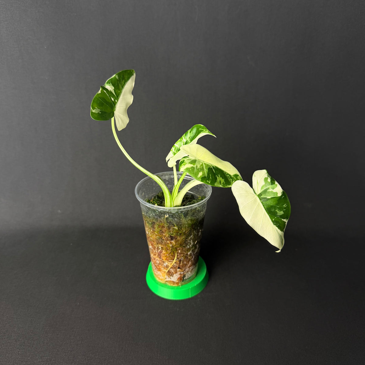 Alocasia Odora 'Okinawa Silver' Variegata #1-2