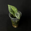 Alocasia Melo Aurea Variegata #2