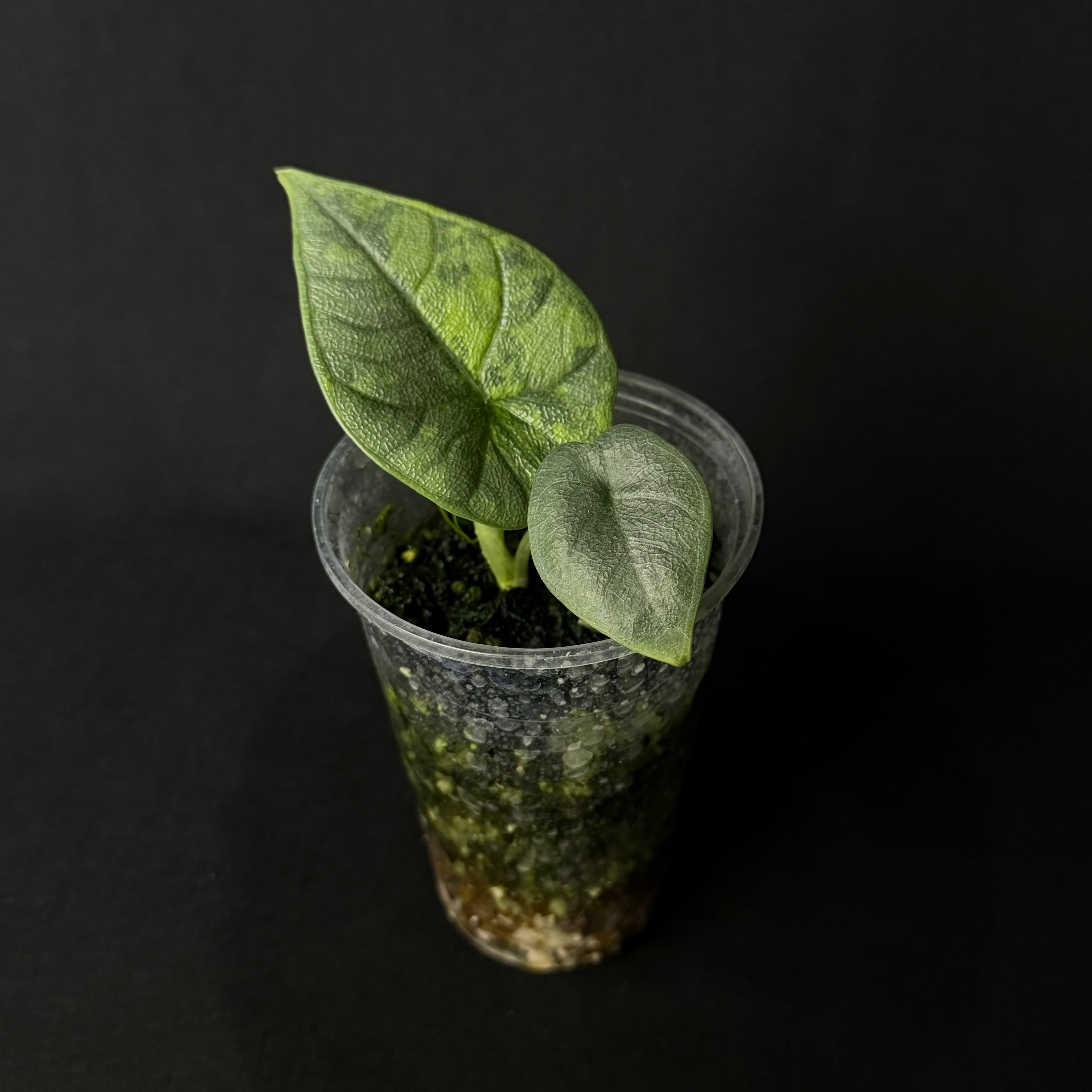 Alocasia Melo Aurea Variegata #2