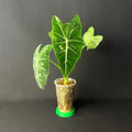 Alocasia Micholitziana 'Frydek' Variegata #1
