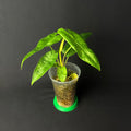 Alocasia Longiloba Lava Variegata #1-4