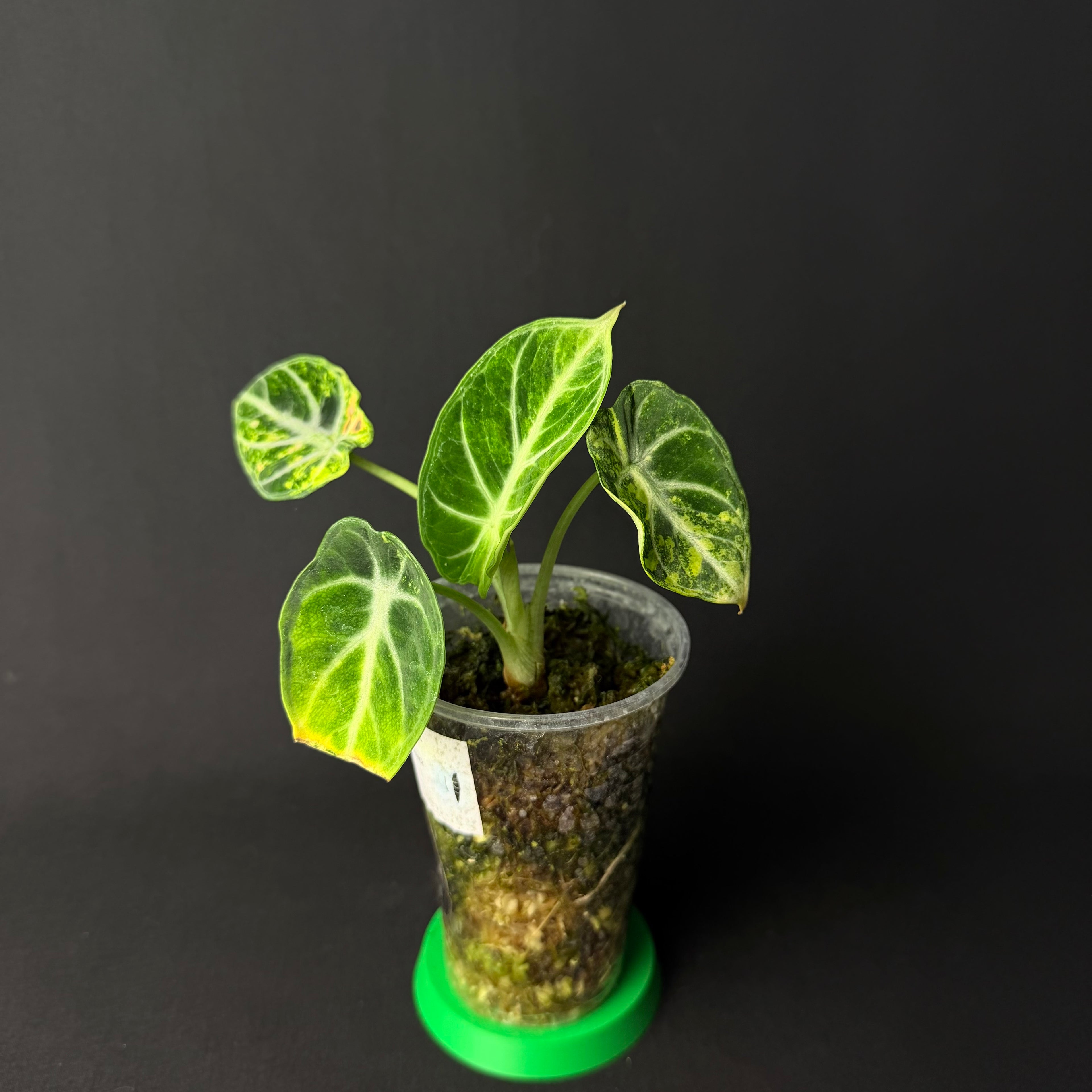 Alocasia Reginula 'Ninja' Aurea Variegata #1-2