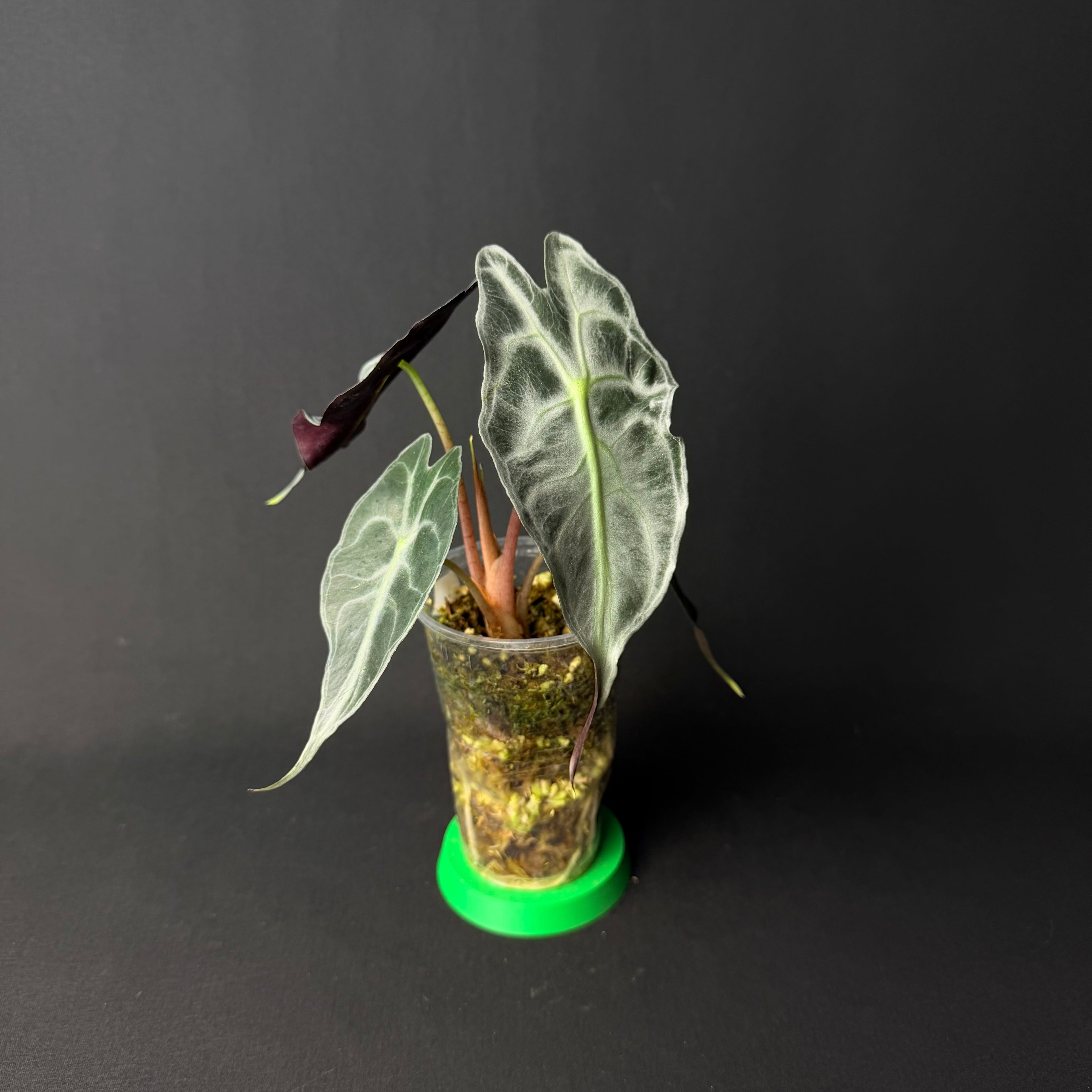 Alocasia Venom #1-5