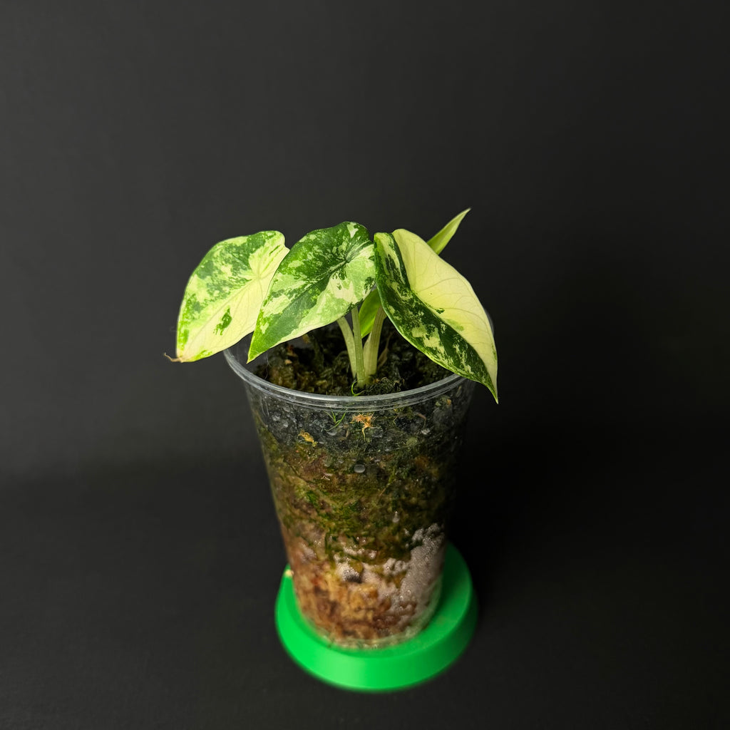 Alocasia Scalprum Light Aurea Variegata #1-2