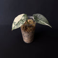Alocasia Bisma/Platinum Albo Variegata