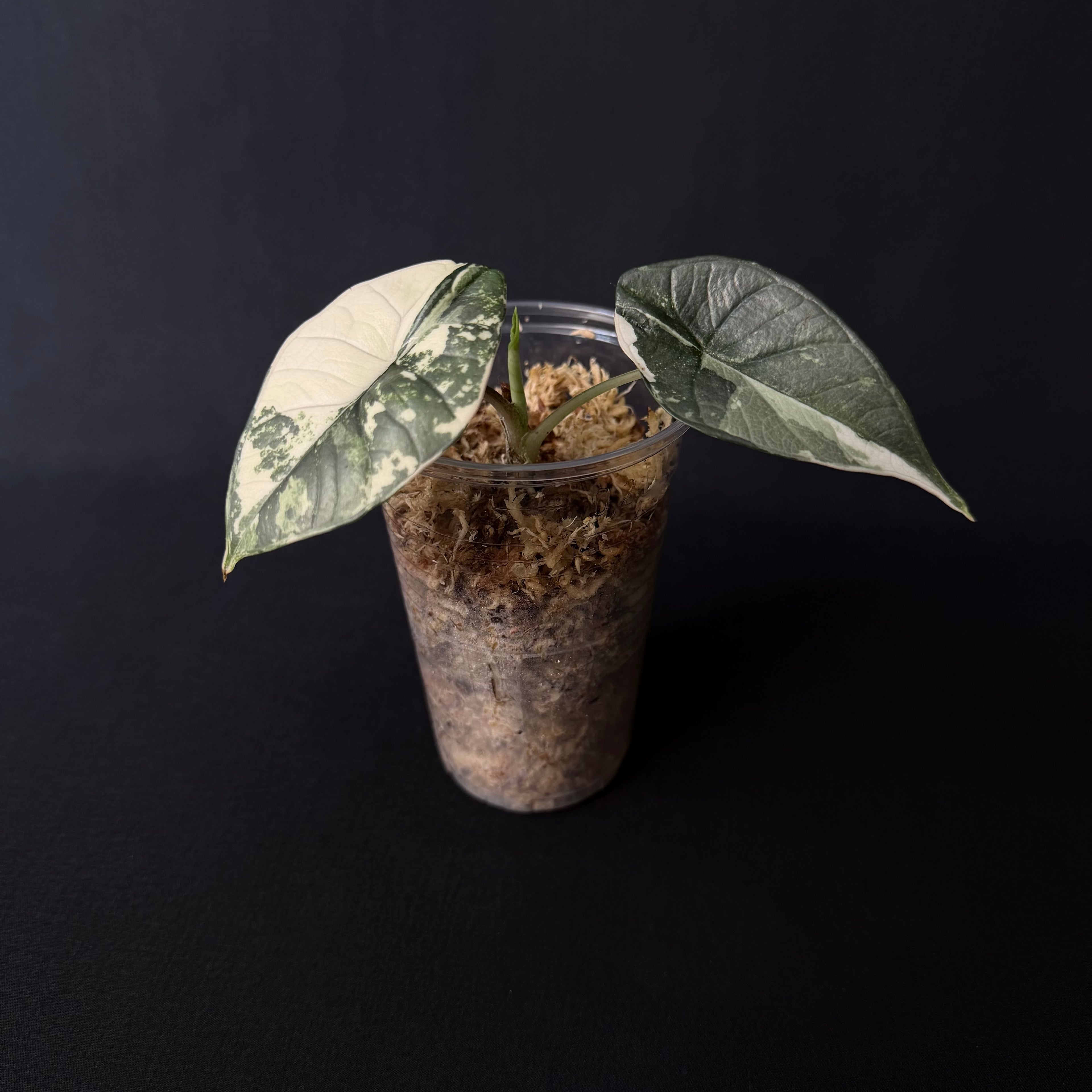 Alocasia Bisma/Platinum Albo Variegata