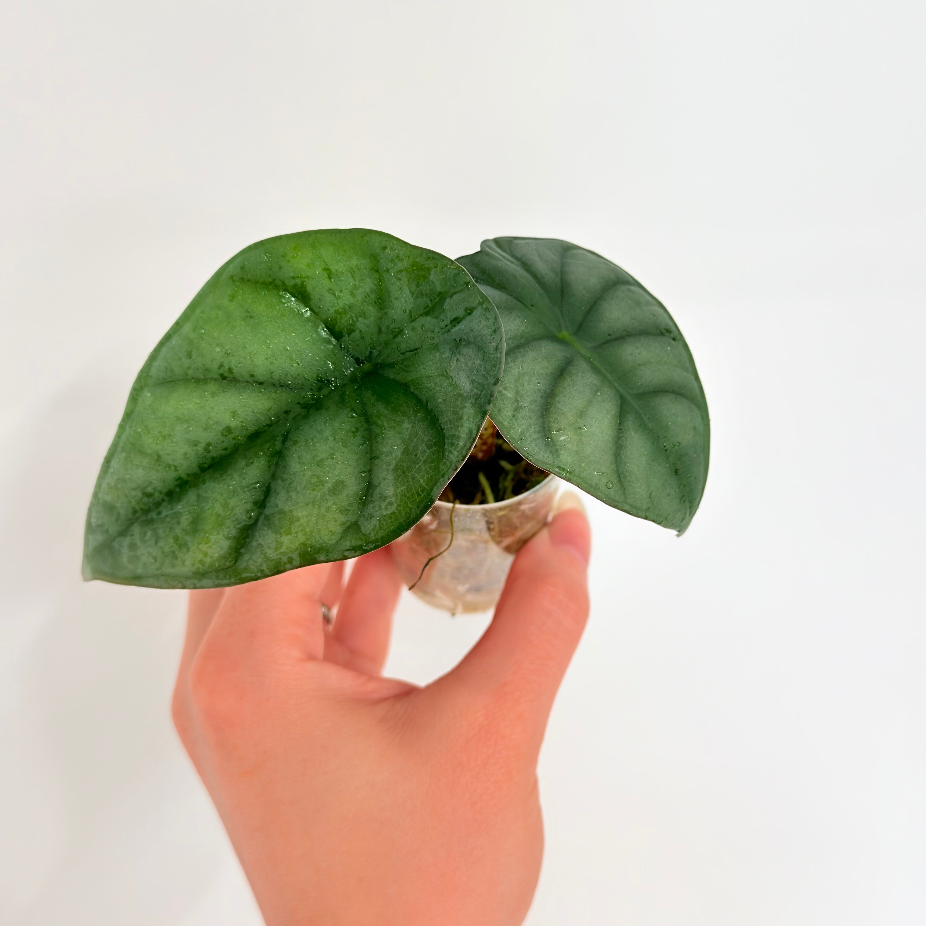 Alocasia Nebula