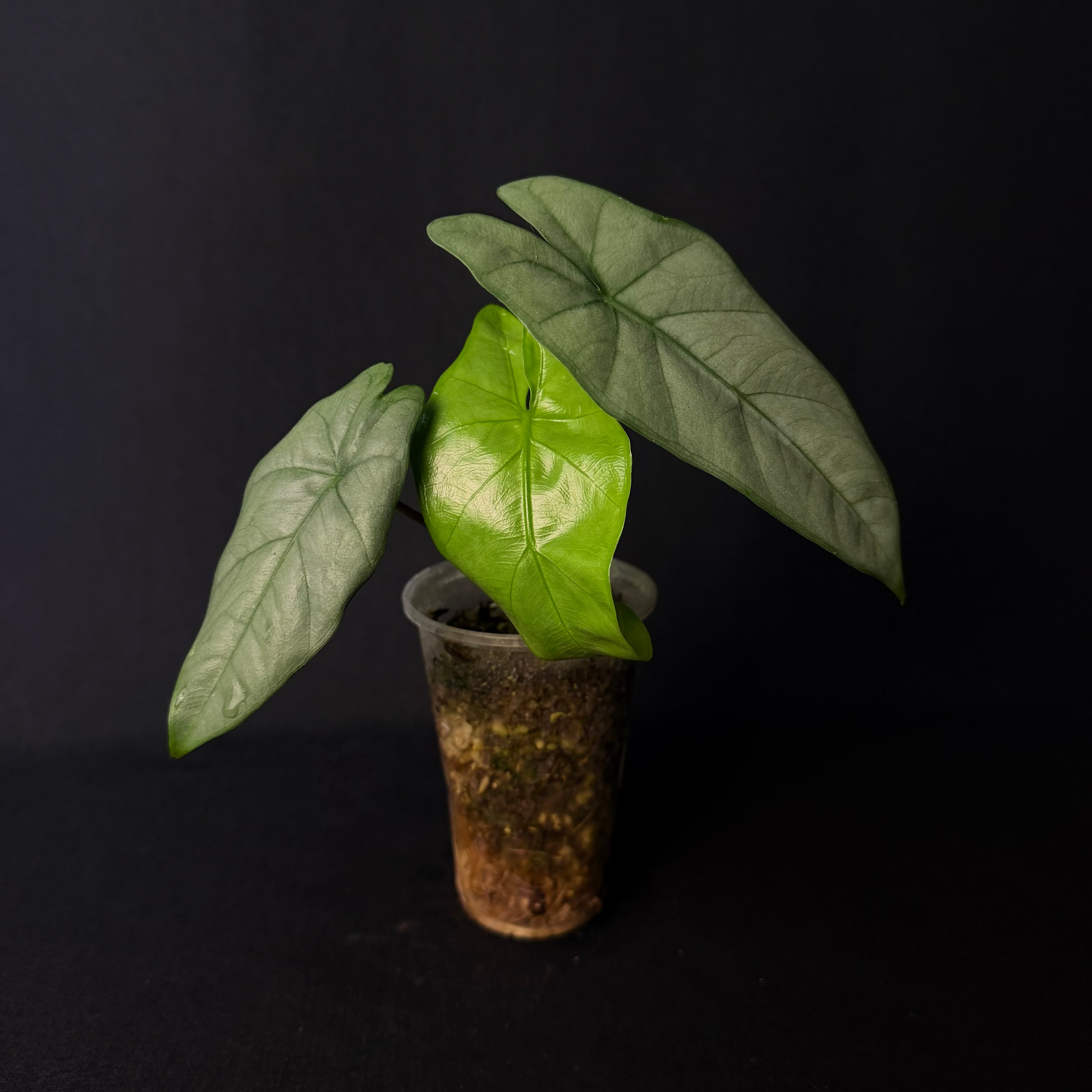 Alocasia Heterophylla ´Corazon´#1-3
