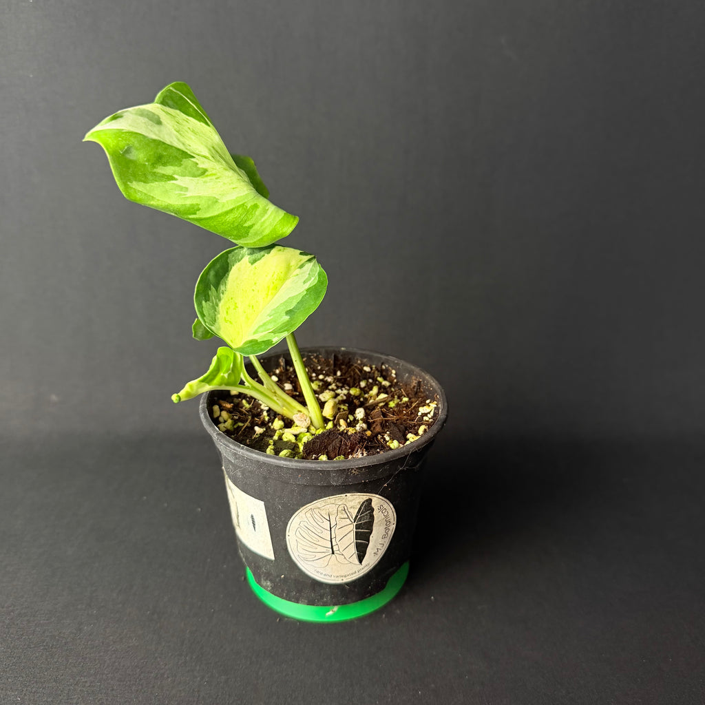 Epipremnum pinnatum 'Happy Leaf' #1-2