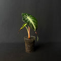 Alocasia Venom #6