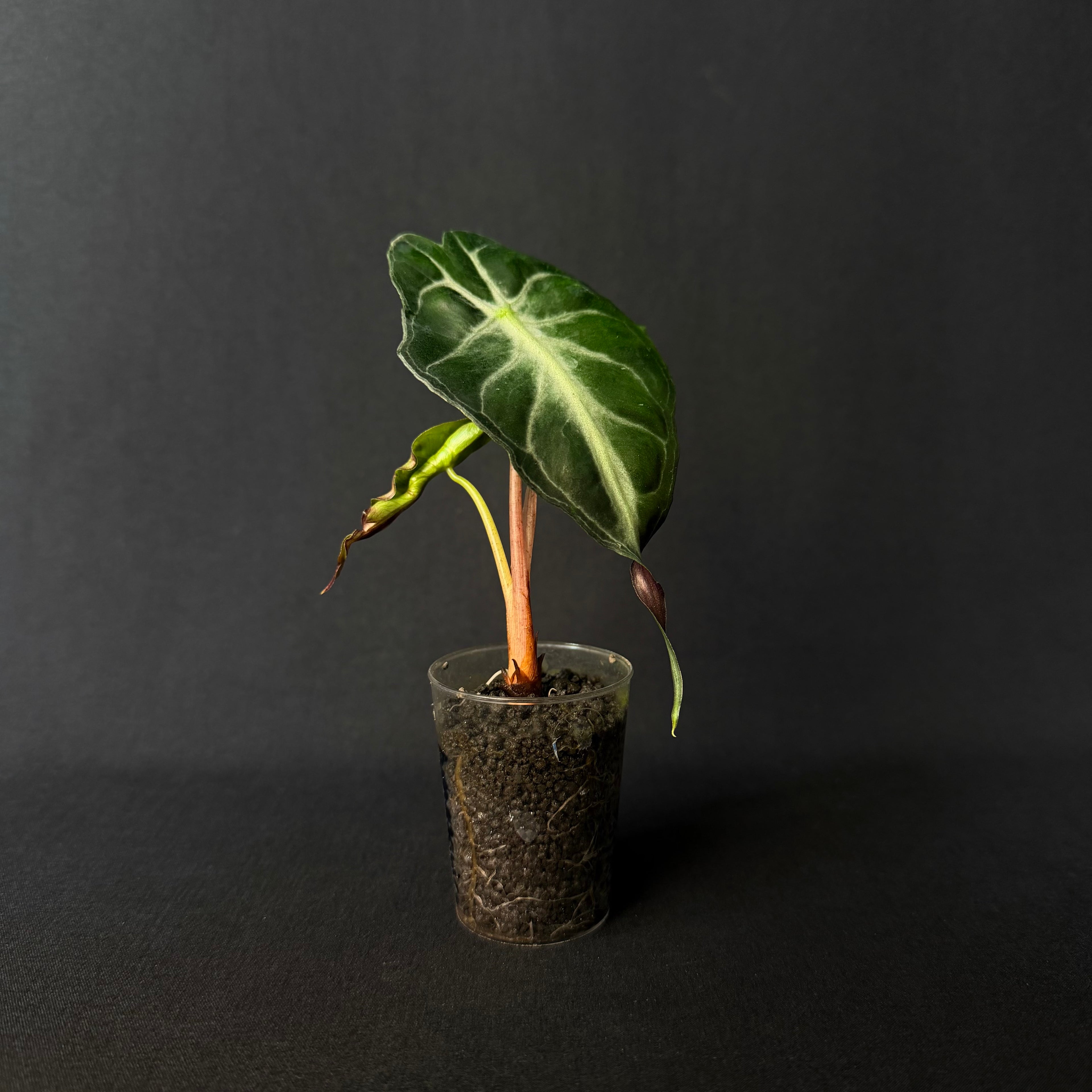Alocasia Venom #6