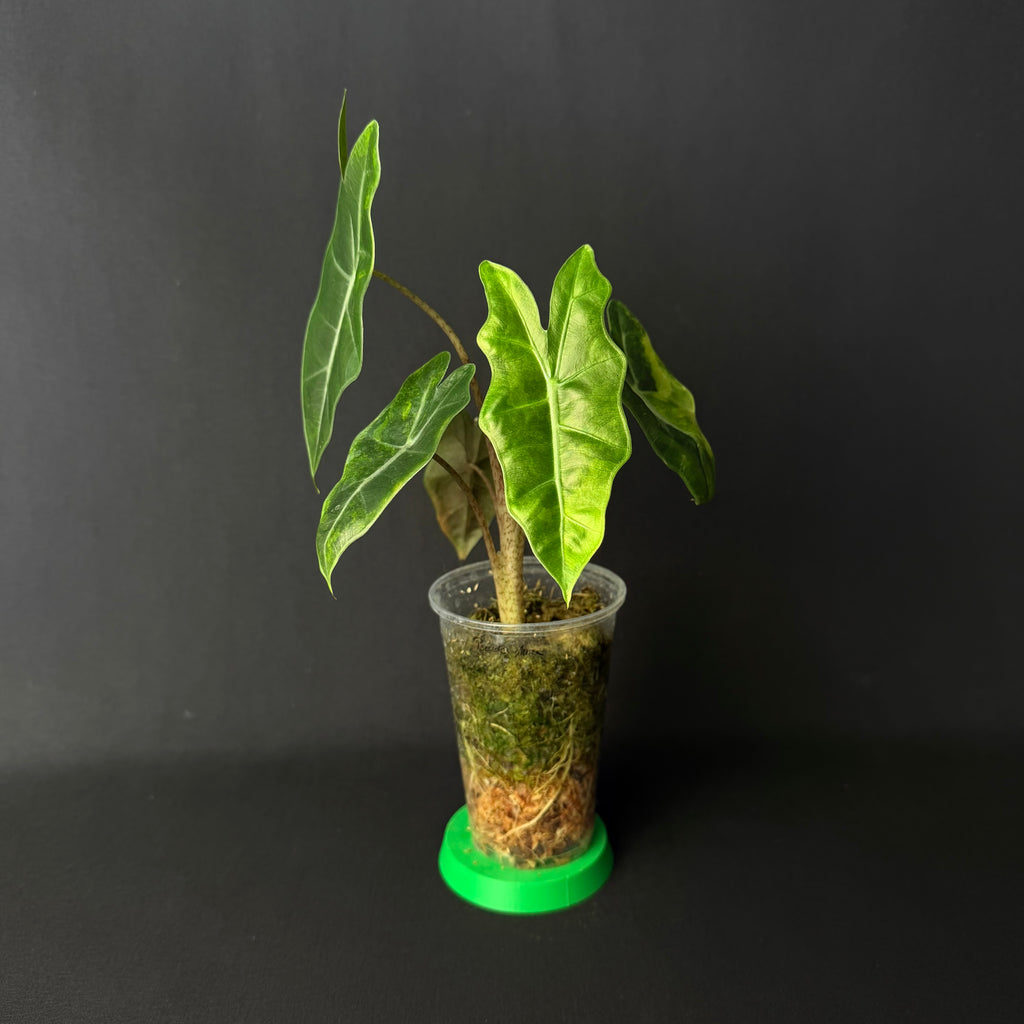 Alocasia Pseudosanderiana Aurea Variegata #1-6