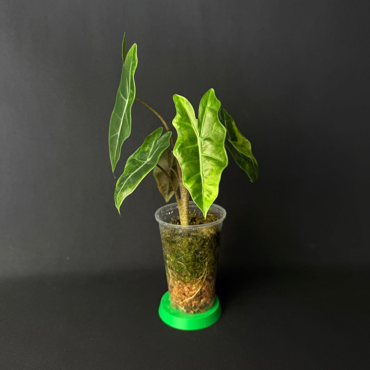 Alocasia Pseudosanderiana Aurea Variegata #1-6