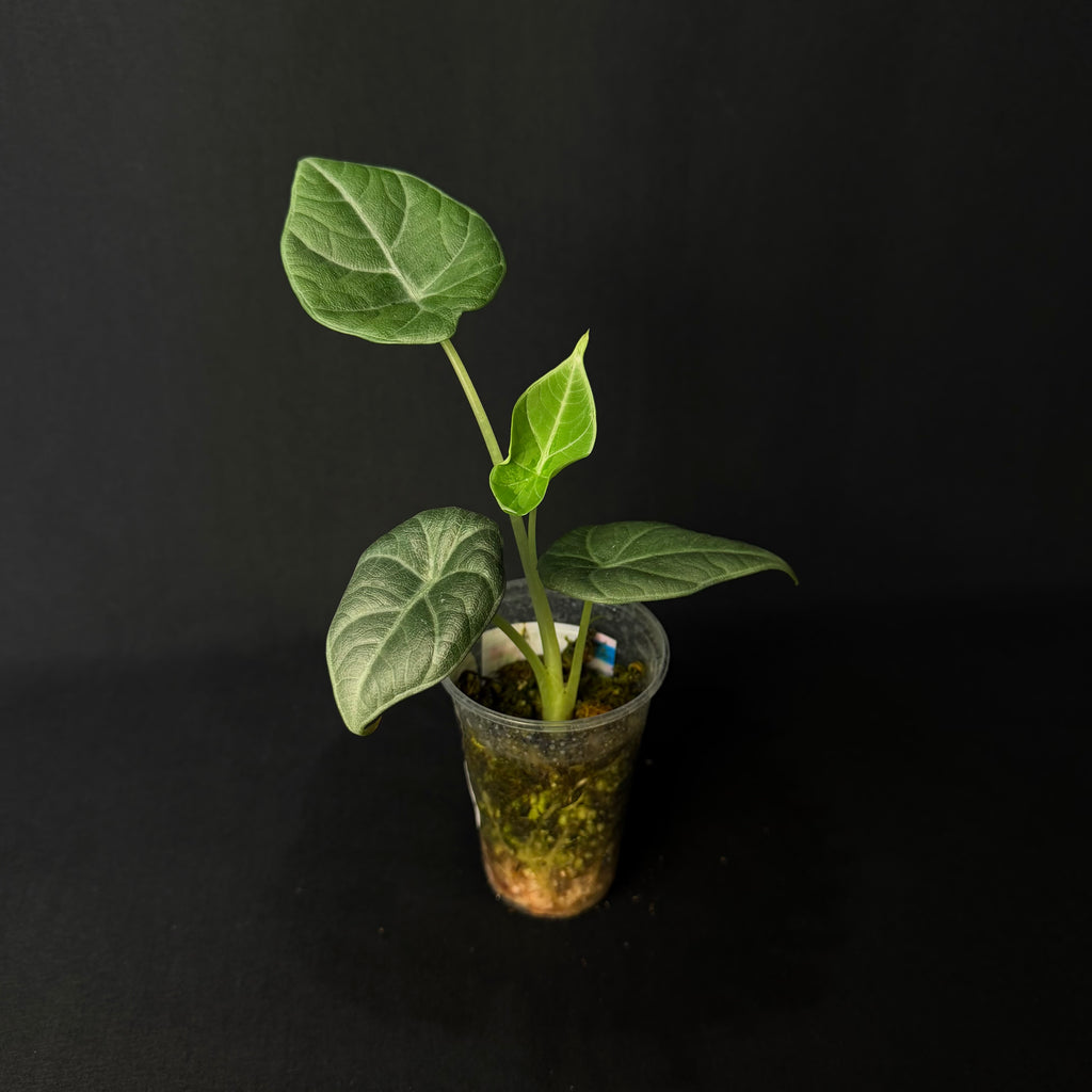 Alocasia Maharani #1-4