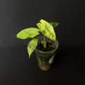 Alocasia Longiloba Lava Variegata #2