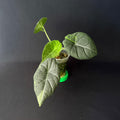 Alocasia Maharani Variegata