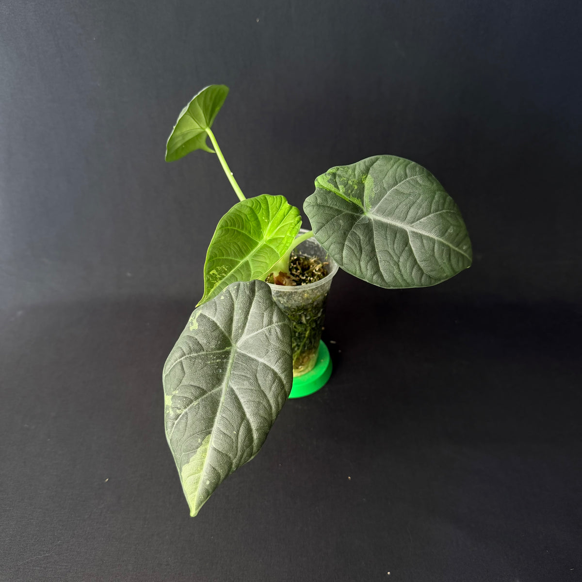 Alocasia Maharani Variegata